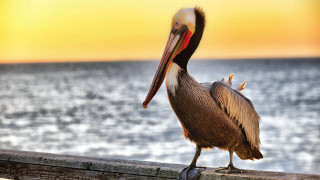 Pelican wooden rail ocean sunset - dawn free wallpaper for desktop