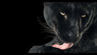 Black panther tongue open photorealistic - a black panther free wallpaper