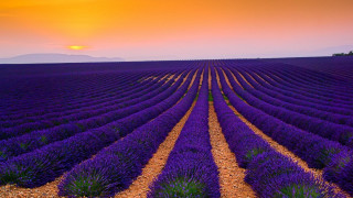 Lavender field sunset lone tree - a field of lavender free wallpaper