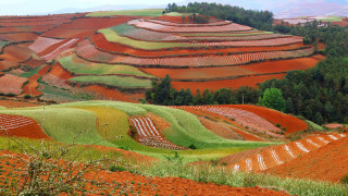 Field trees grass hill autumn - cao buxing free wallpaper