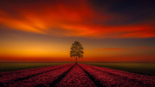 Lone tree field flowers sunset - a red sky in the background free wallpaper