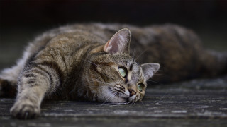 Cat blurry blue eyes resting - its eye free wallpaper for desktop