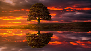 Tree lake sunset reflection autumn - reflective free wallpaper