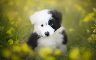 Puppy flower field blue eye - a blue eye free wallpaper