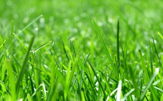 Green grass macro blurry background 3 - thin free wallpaper for desktop