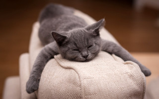 Gray cat sleeping white cushion - flat free wallpaper