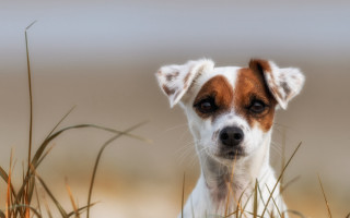 Small dog in grass sad - a small dog free wallpaper