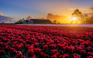 Red flower field sunset barn - dirck van der lisse free wallpaper