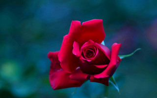 Red rose gothic macro flower - a single red rose free wallpaper