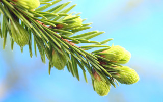 Pine cone branch blue sky - a close up of a pine tree branch free wallpaper