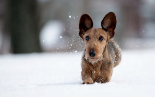 Small dog snow winter curious - in the wintertime time free wallpaper