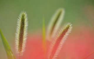 Red flower macro plant blurry - a red flower in the foreground free wallpaper