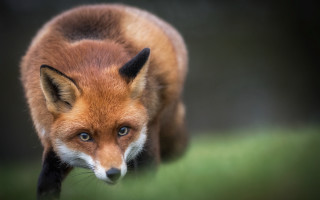 Red fox macro animal focus - a red fox free wallpaper