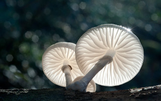 White mushrooms tree trunk sunlight - free nature wallpaper for desktop