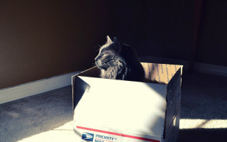 Cat box room wall cardboard - the floor of a room free wallpaper