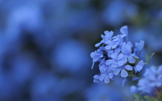 Blue flower vase macro blurry - blue flower free wallpaper