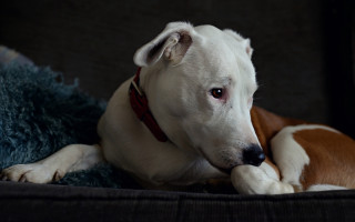 Shiba inu dog couch blue - a blue blanket free wallpaper