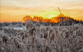 Frosty field sunset trees orange - frost free wallpaper for desktop