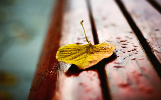 Yellow leaf wooden bench water - drop of water free wallpaper