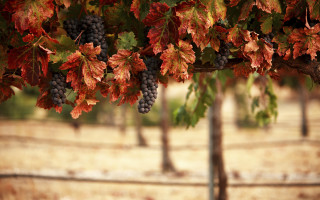 Grapes vineyard autumn leaves blurry 2 - red leaf free wallpaper