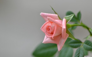 Pink rose green leaves macro 3 - gray background free wallpaper for desktop