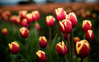 Red tulips blurry bokeh background - tulip free wallpaper