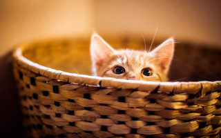 Kitten peeking basket light eyes - a kitten free wallpaper