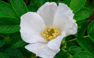 White flower water droplets green 3 - a white flower free wallpaper