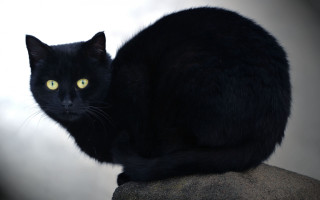 Black cat yellow eyes gothic 25 - a gray sky free wallpaper
