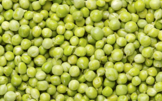 Peas water droplets green background - postminimalism free wallpaper