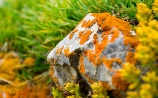 Lichen moss rock tree branch - moss free wallpaper