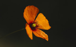 Orange flower black background macro 2 - orphism free wallpaper for desktop