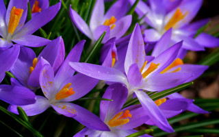 Purple flower butterfly garden macro - yellow center free wallpaper