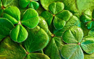 Green clovers water droplets ecological - denis eden free wallpaper