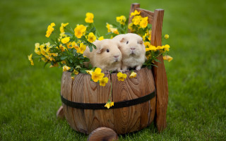 Hamsters barrel flowers wooden frame 2 - a wooden frame free wallpaper
