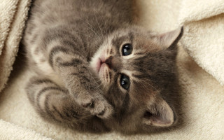 Kitten laying on blanket cute - a kitten free wallpaper