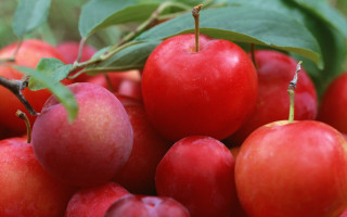 Red apples green leaves blurry - red apple free wallpaper