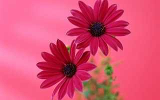 Red flowers vase pink background - a pink wall free wallpaper