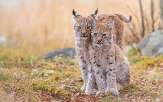 Lynx pair field grass leaves - their free wallpaper
