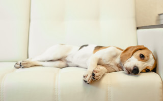 Dog couch shiba inu photorealistic - dof free wallpaper