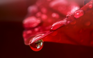 Red flower water droplets macro 5 - petal free wallpaper