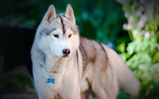 Husky grass blue tag black - a husky dog free wallpaper