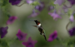 Hummingbird purple flower field bokeh - a hummingbird free wallpaper