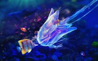 Fish jellyfish aquarium blue holography - blue water free wallpaper