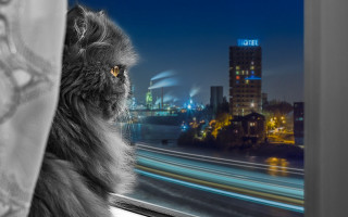 Cat city night ruins giant - free cats wallpaper