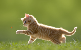 Kitten running insect grass blurry 2 - kitsch movement free wallpaper