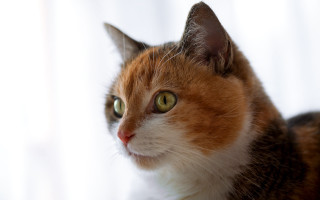 Cat green eyes curious shiba - a curtain behind free wallpaper