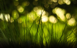 Blurry forest moonlight fireflies nature - sunlight free wallpaper for desktop