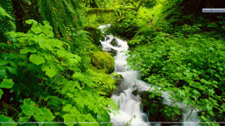 Stream lush green forest trees - a green border free wallpaper for desktop