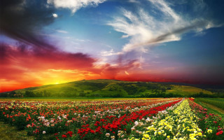 Flower field sunset cloudy sky 2 - arthur quartley free wallpaper